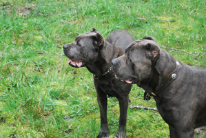 old world cane corso